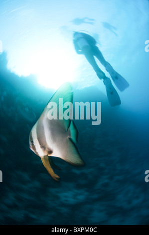 dusky batfish (Platax pinnatus). Stock Photo