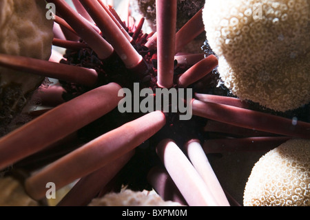 Slate pencil sea urchin (Heterocentrotus sp.) on a reef. Stock Photo