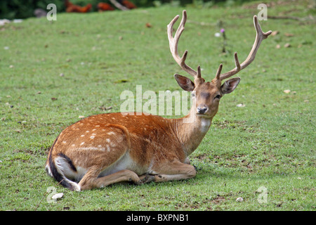 deer with majestic horns resting on the green grass Stock Photo