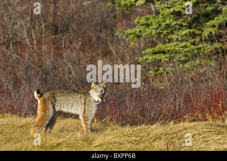 A wild Canadian Lynx Stock Photo