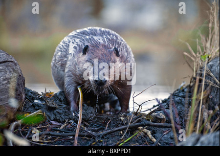 An adult beaver climbing out of the water pulling a tree branch with ...