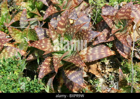 Aloe commutata, Asphodelaceae (Aloaceae). Growing Wild, Hermanus, Western Cape, South Africa. Stock Photo