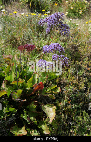 Sea Lavender, Statice, or Marsh-rosemary, Limonium sp., Plumbaginaceae. Growing Wild, Hermanus, Western Cape, South Africa. Stock Photo