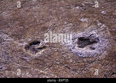 Fossil dinosaur footprints at Goseong Dinosaur Museum, South Korea Stock Photo