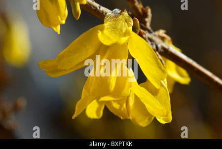 Forsythia Europaea Stock Photo