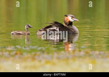 GREAT CRESTED GREBE SWIMMING WITH IT'S YOUNG Stock Photo