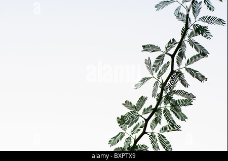 Vachellia farnesiana , Indian needle bush tree Stock Photo