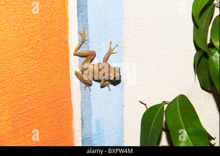 Cuban Tree Frog (Osteopilus Septentrionalis) on a colourfull wall Stock Photo