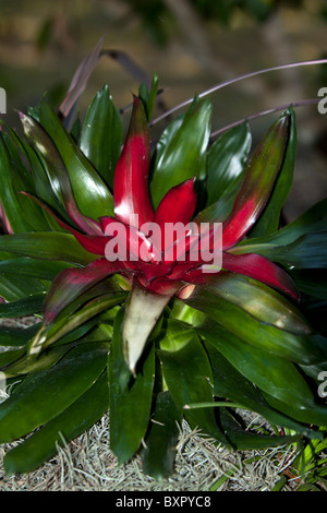 Potted blomelaid.  Bromeliaceae (the bromeliads) is a family of monocot flowering plants Stock Photo
