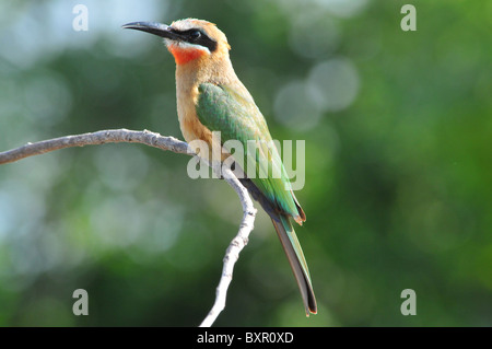 White fronted bee eater Stock Photo