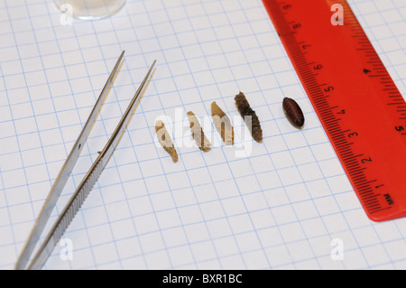 Forensics study.  An array of fly (Sarcophaga sp) larvae and pupae taken from a decomposing body. (see description) Stock Photo