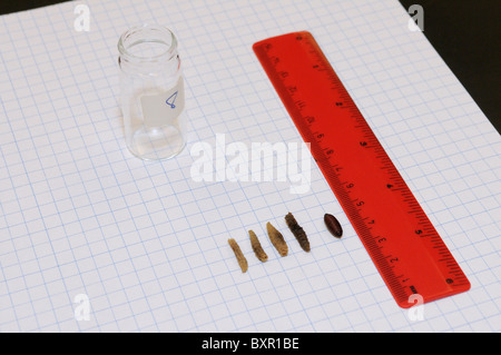 Forensics study.  An array of fly (Sarcophaga sp) larvae and pupae taken from a decomposing body. (see description) Stock Photo