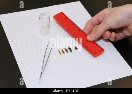 Forensics study.  A student measures the length of fly (Sarcophaga sp) larvae and pupae taken from a decomposing body. Stock Photo