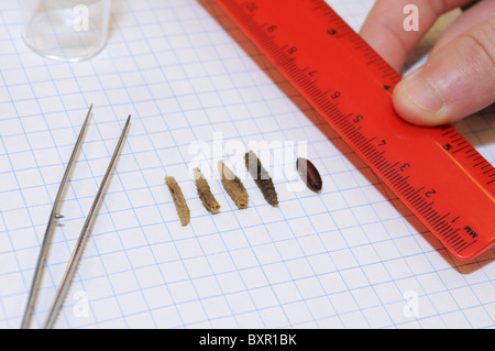 Forensics study.  A student measures the length of fly larvae and pupae taken from a decomposing body. (see description) Stock Photo