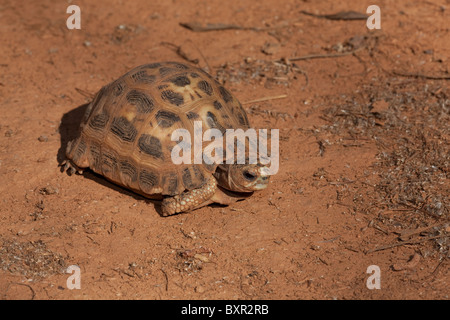 Spider Tortoise Pyxis arachnoides. Southern Madagascar. Sympatric with Radiated Tortoise Astrochelys radiata. Stock Photo