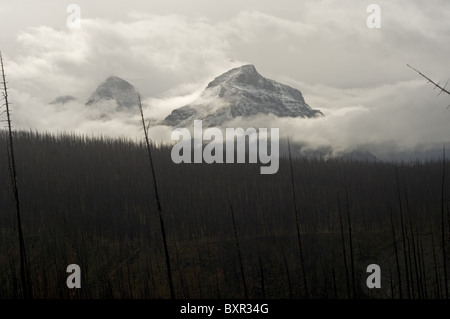 Mountain peaks enshrouded in Clouds with damaged trees from forest fire in foreground Stock Photo