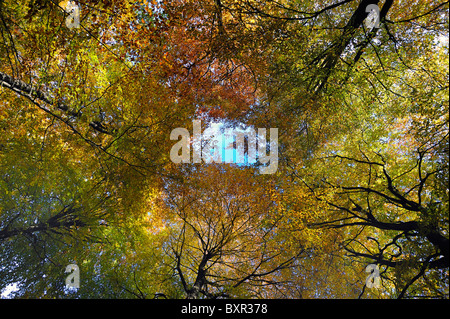 Looking up through the trees to blue sky Stock Photo