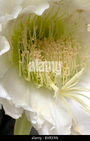 Night flowering cactus (Hylocereus undatus) close up Stock Photo