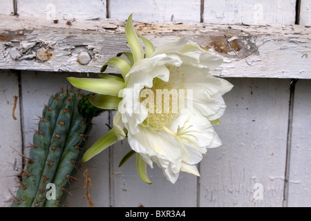 Night flowering cactus (Hylocereus undatus) Stock Photo