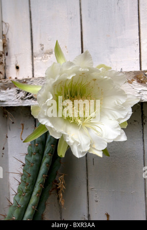 Night flowering cactus (Hylocereus undatus) Stock Photo