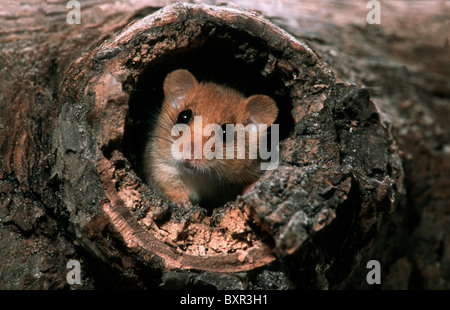 Common dormouse / hazel dormouse (Muscardinus avellanarius) leaving nest in hollow tree in forest at night Stock Photo