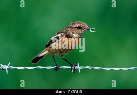 African Stonechat (Saxicola torquata) female with caterpillar sitting on barbwire along field Stock Photo