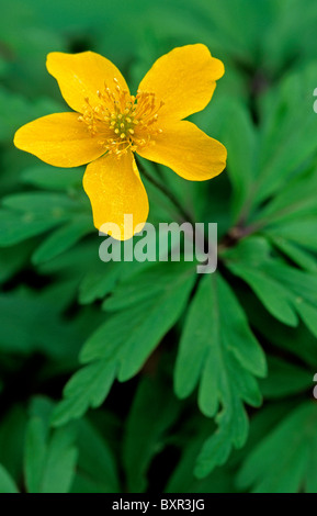 Yellow anemone / yellow wood anemone / buttercup anemone (Anemone ranunculoides) in flower Stock Photo