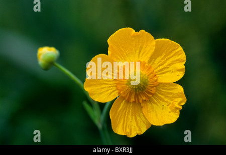 Greater spearwort / great spearwort / water spearwort (Ranunculus lingua) in flower Stock Photo