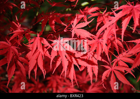 Sunlit Japanese Maple leaves Stock Photo
