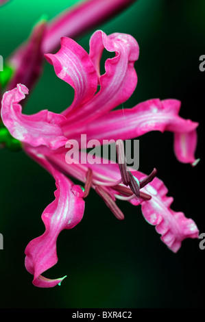 nerine codora pink flowers wrinkled petals bulbous perennial Stock Photo