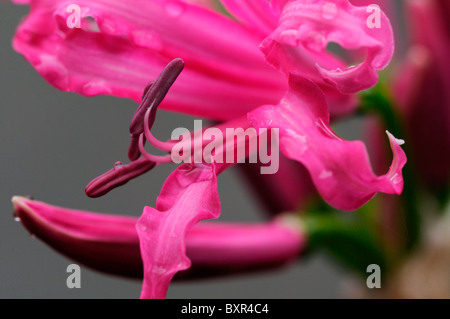 nerine codora pink flowers wrinkled petals bulbous perennial Stock Photo