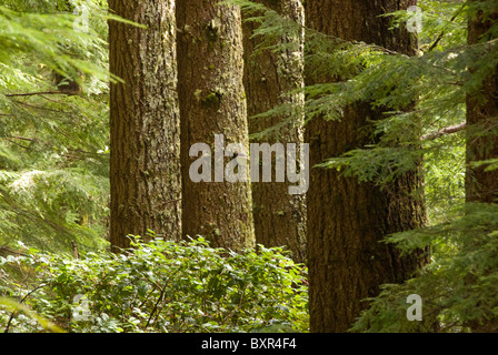 Trunks of large pine trees in the forest of Cape Perpetua Scenic Area, Central Coast of Oregon, USA Stock Photo