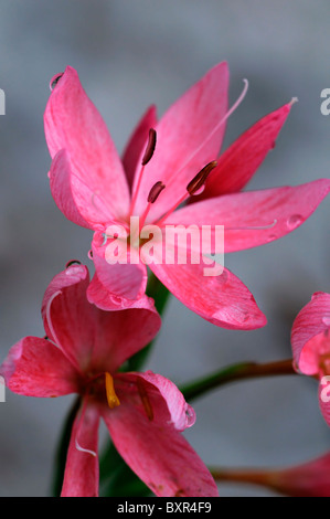 schizostylis coccinea salmon charm pink kaffir lily lilies flower flowers bloom blossom  garden plant corm perennial Stock Photo