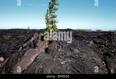 A tree growing in a field of volcanic lava on the Big Island in Hawaii Stock Photo