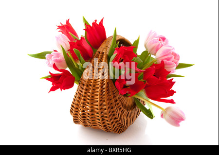 wicket cane basket with Bouquet of red and pink tulips isolated over white Stock Photo