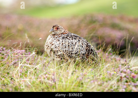 Red Grouse, lagopus scoticus Bryher Isles of Scilly Stock Photo