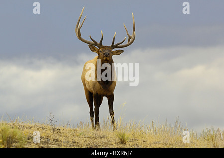 A large Bull Elk close up on a ridge as night falls in Yellowstone National Park.
