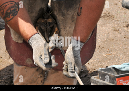 Ferrier Clipping Horse Hoof Before Horse Shoeing, Denver, Colorado Stock Photo