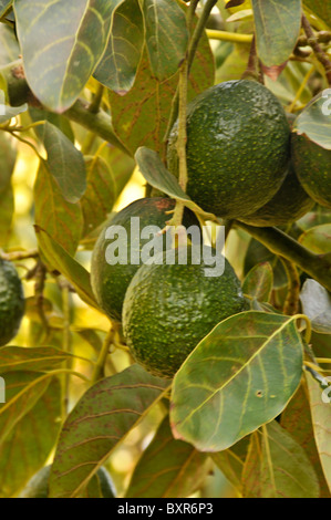 Avocados on tree, Santa Paula, California Stock Photo