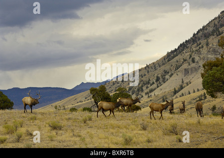 During the rut, a Bull Elk approaches a herd of cows as night falls in the mountains of Yellowstone. Stock Photo