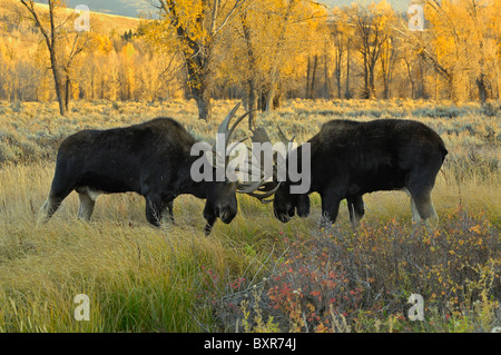 Bull Moose sparring at sunset in Grand Teton National Park. Stock Photo