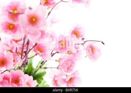 Pink plum blossom isolated on white background,Shallow Dof. Stock Photo