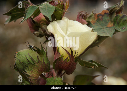 Cotton grown in Tucson, Arizona, USA. Stock Photo