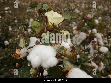 Cotton grown in Tucson, Arizona, USA. Stock Photo