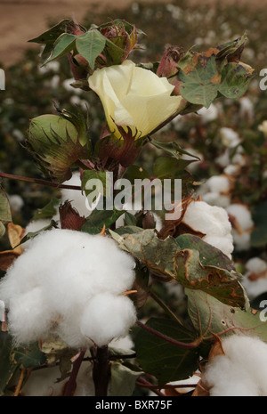 Cotton grown in Tucson, Arizona, USA. Stock Photo