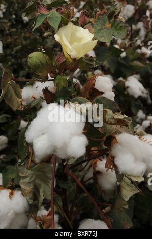 Cotton grown in Tucson, Arizona, USA. Stock Photo