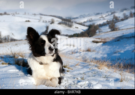 Border collie sheepdog in the snow on fell looking for stray sheep.