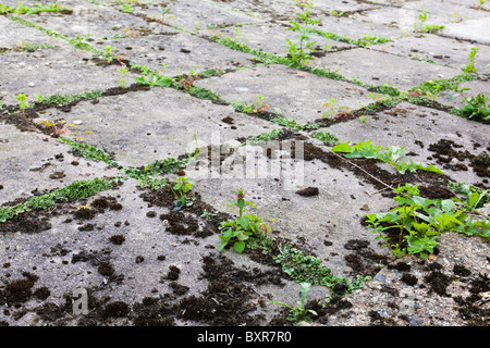 Marchantiophyta liverworts / hepatics Stock Photo