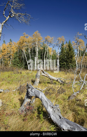 Woodland During the Autumn, Alberta, Canada Stock Photo