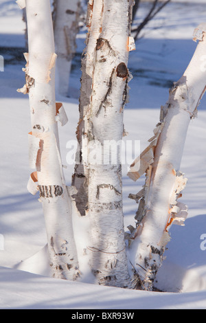 Paper Birch, also known as American White Birch and Canoe Birch, Betula papyrifera; coppiced/re-grown trunks in snow Stock Photo